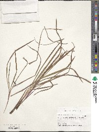 Paspalum scrobiculatum image