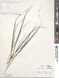 Paspalum notatum image