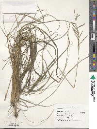 Paspalum simplex image