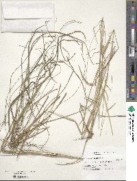 Paspalum malacophyllum image