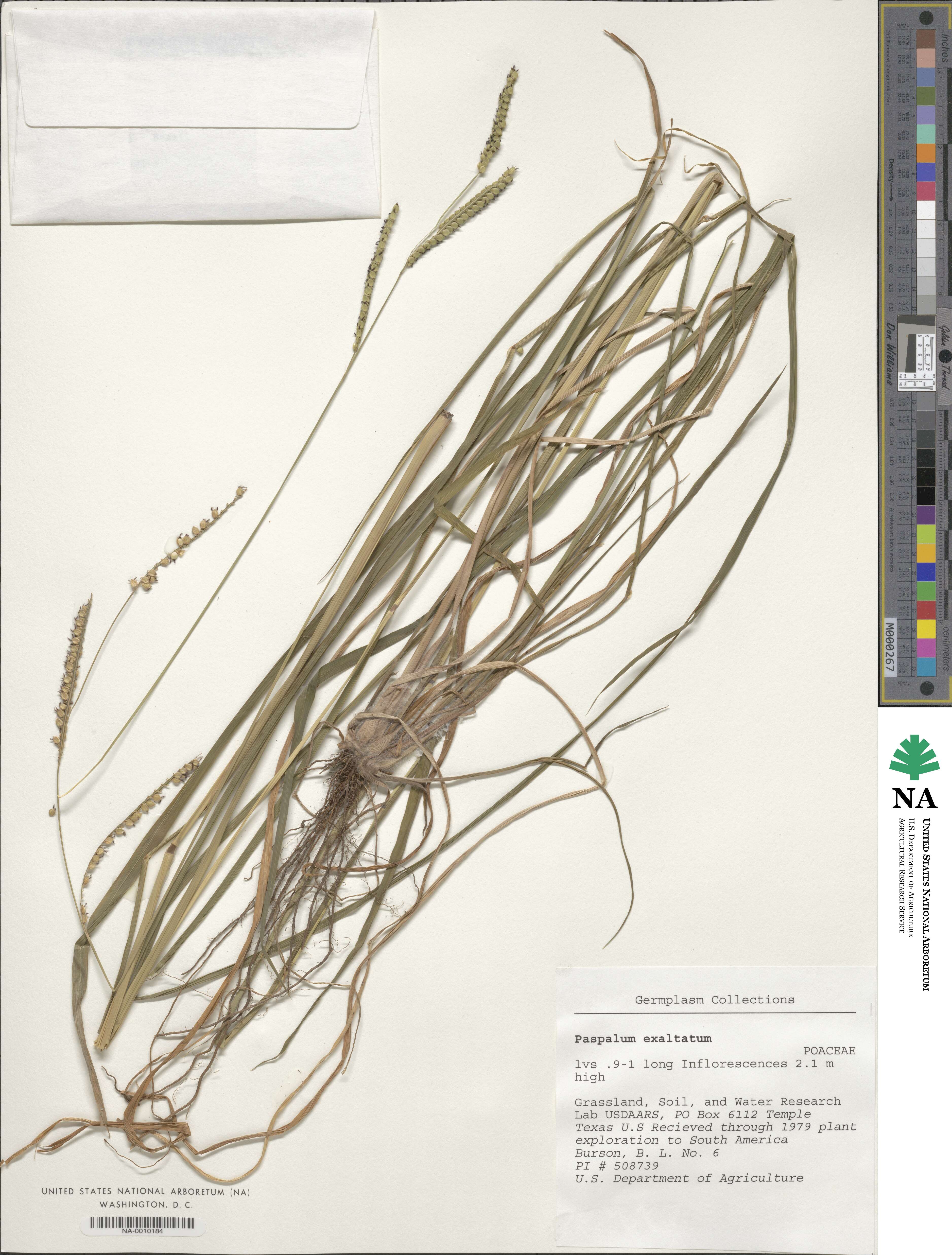 Paspalum exaltatum image