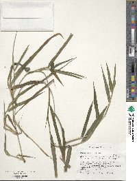 Paspalum conjugatum image