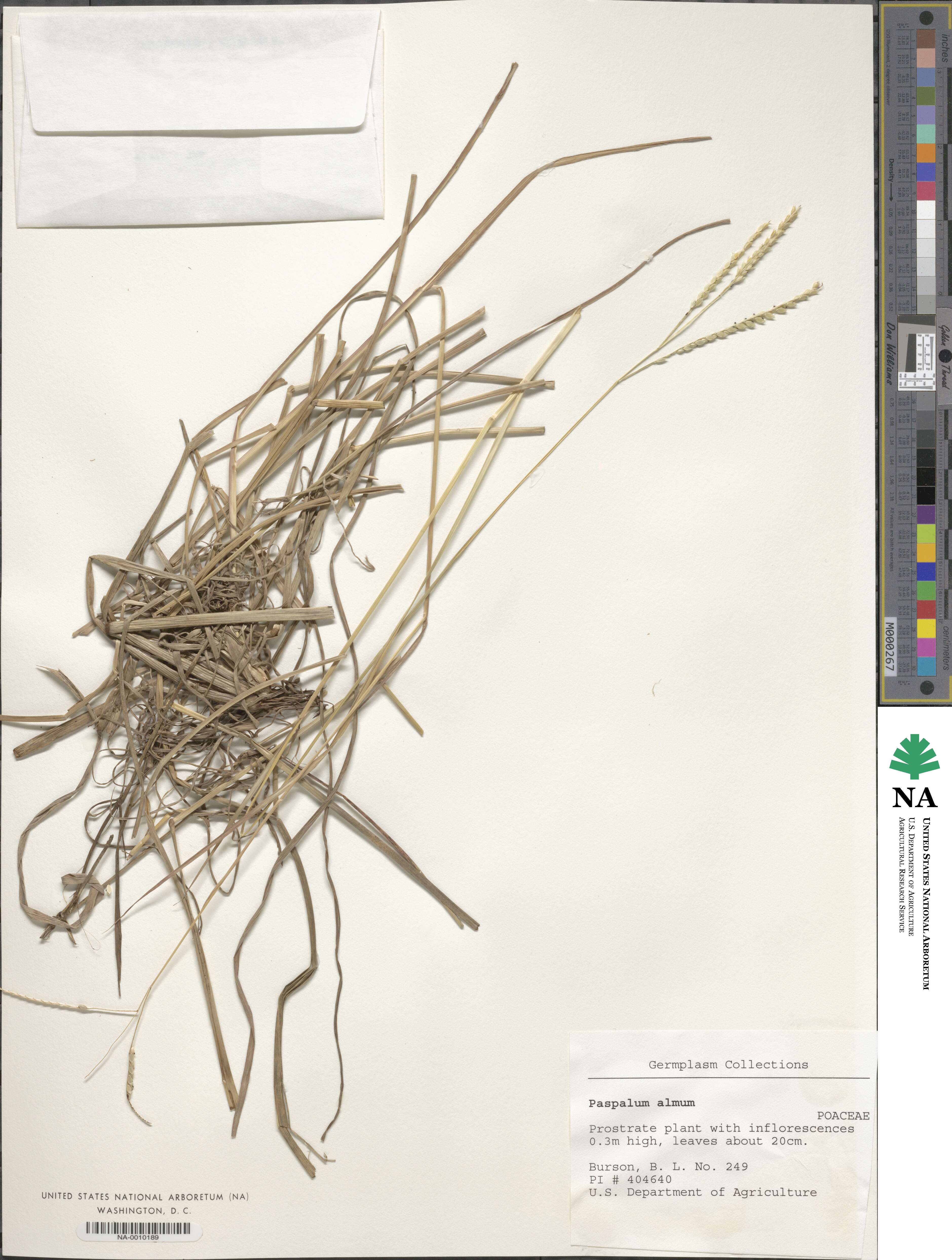 Paspalum image