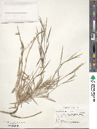 Image of Paspalum humboldtianum