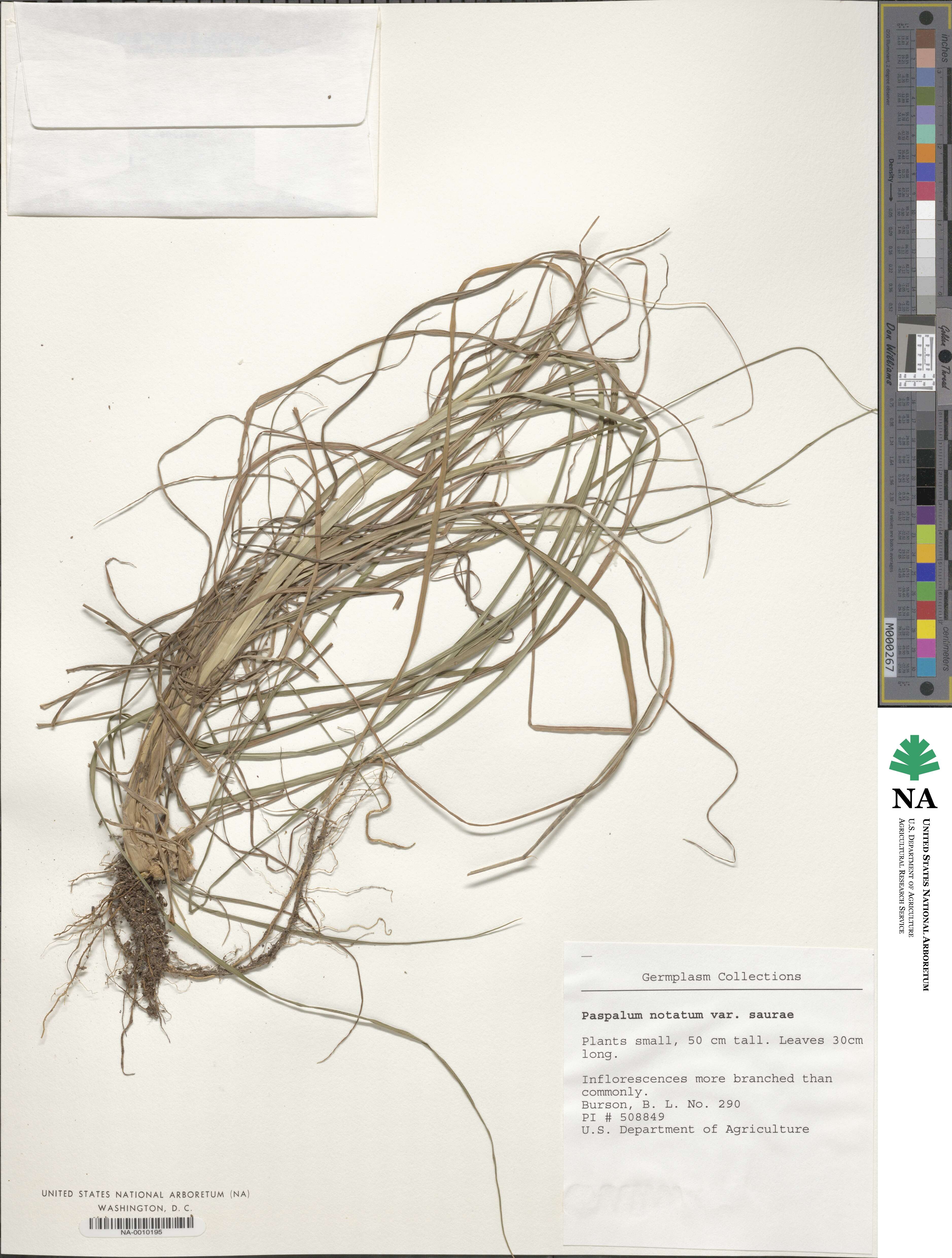 Paspalum saurae image
