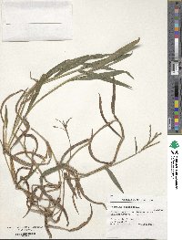 Paspalum mandiocanum image