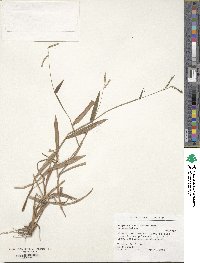 Paspalum mandiocanum image