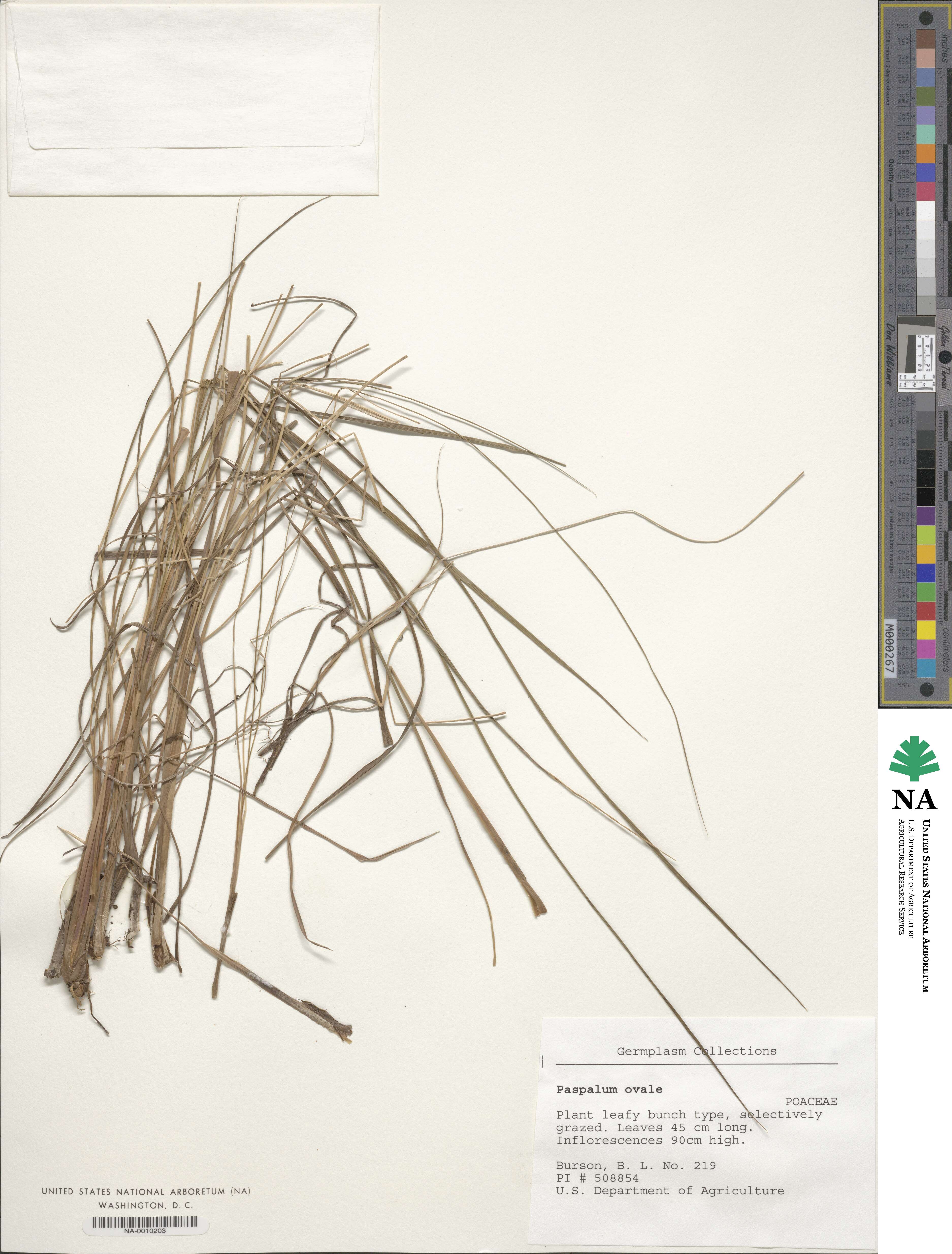 Paspalum ovale image