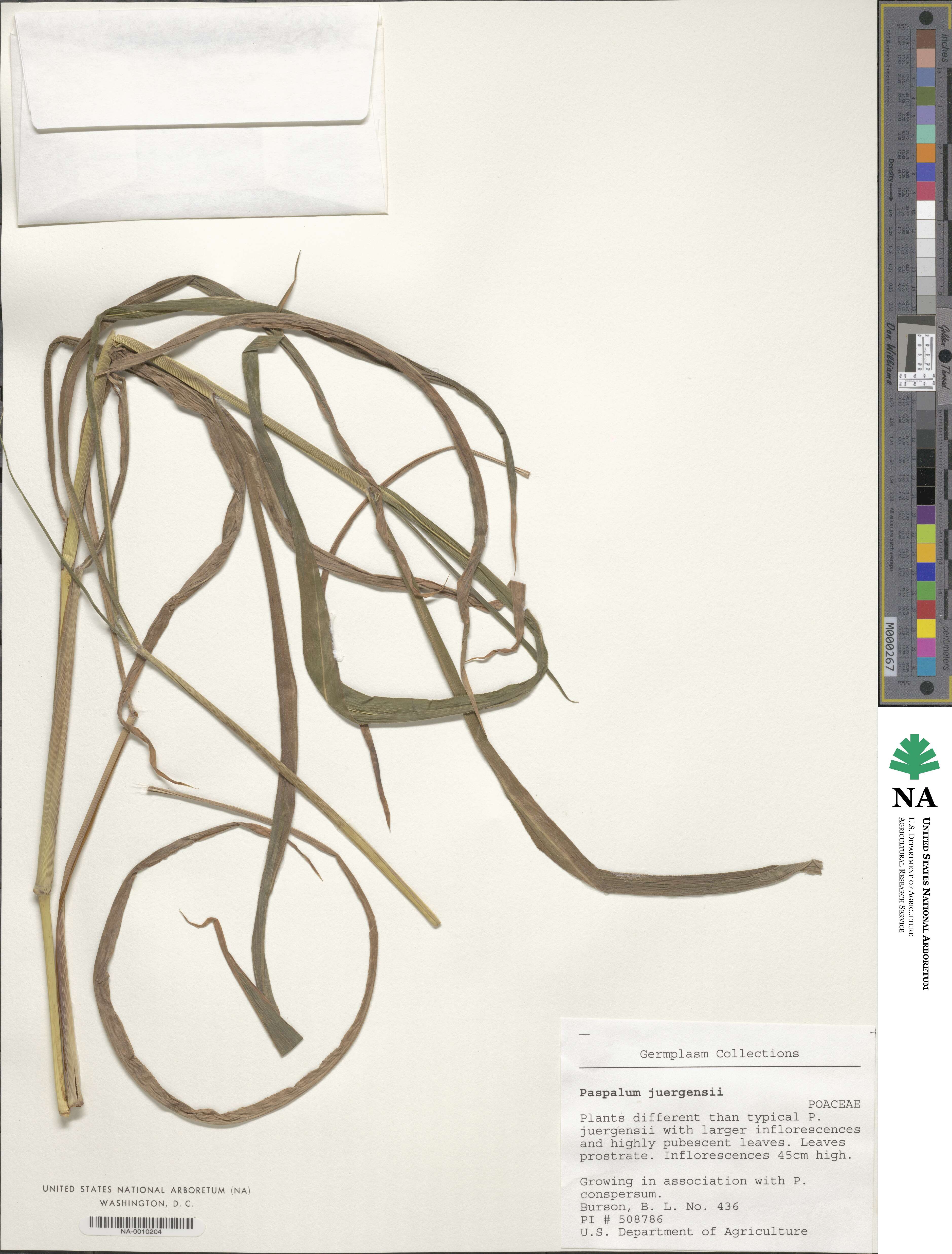 Paspalum juergensii image