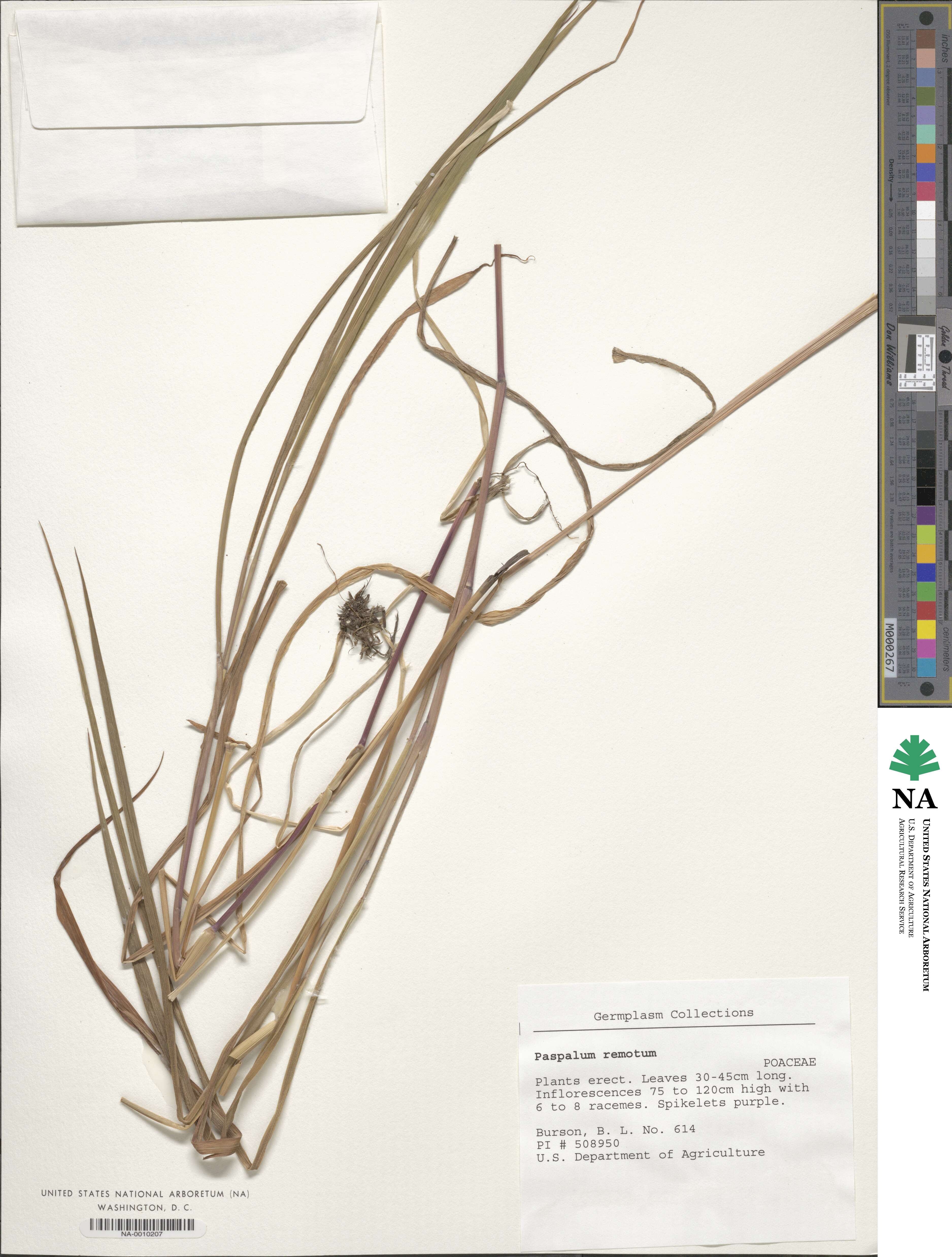 Paspalum remotum image