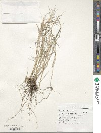 Paspalum distichum image