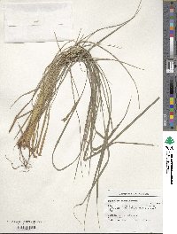 Paspalum quadrifarium image