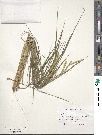 Paspalum ovale image