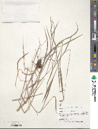 Paspalum paucifolium image