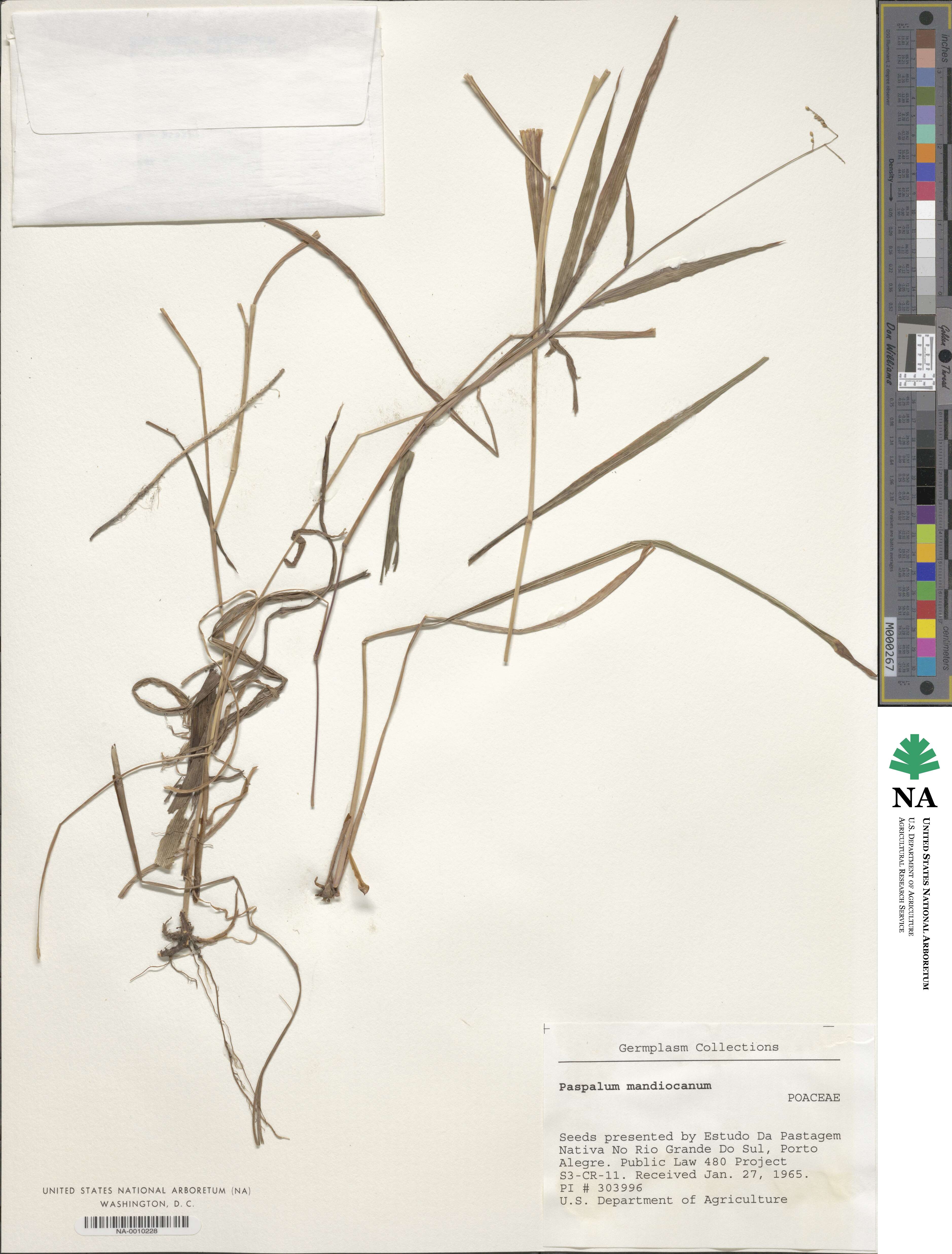 Paspalum mandiocanum image