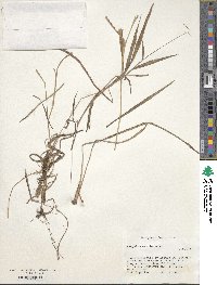 Paspalum mandiocanum image