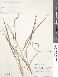 Paspalum polystachyum image
