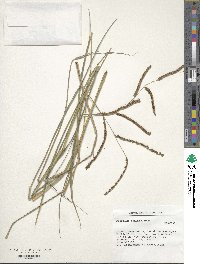 Image of Paspalum geminiflorum