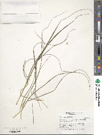 Paspalum notatum image