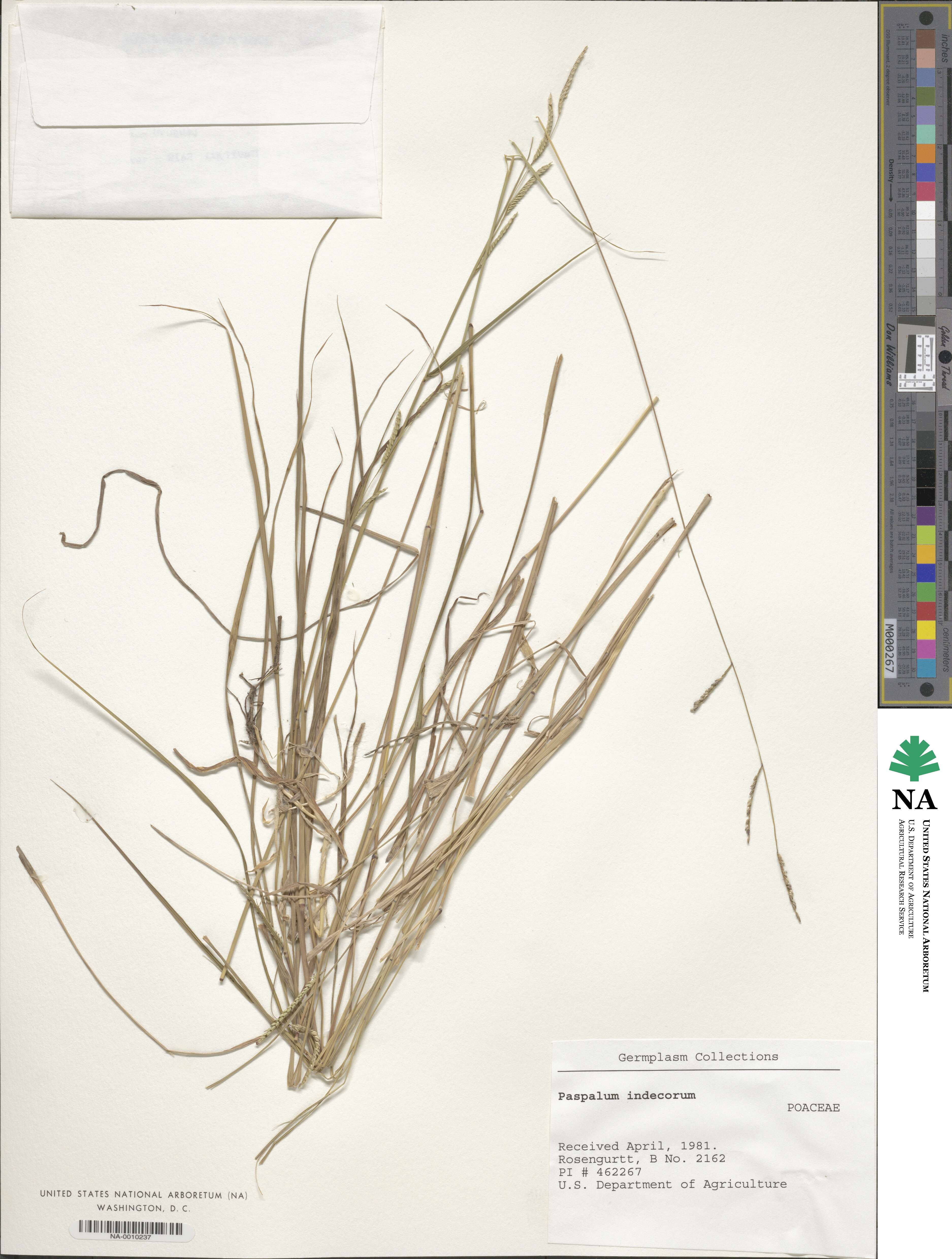 Paspalum indecorum image
