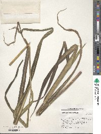 Paspalum macrophyllum image