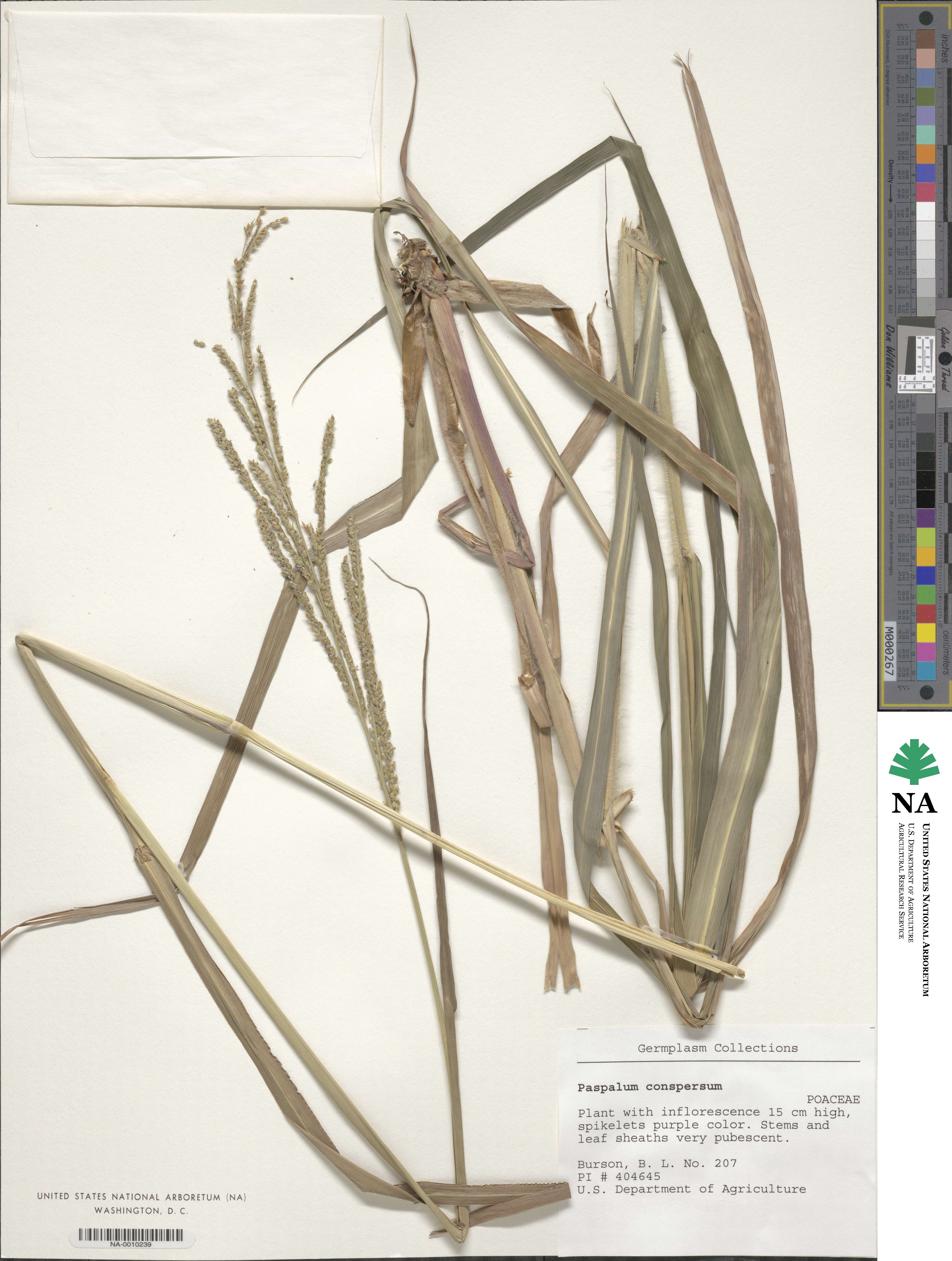 Paspalum conspersum image