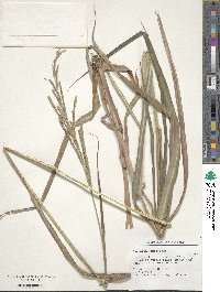 Paspalum conspersum image