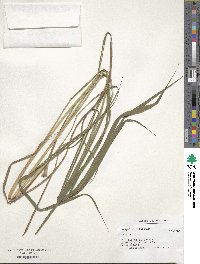 Paspalum dilatatum image