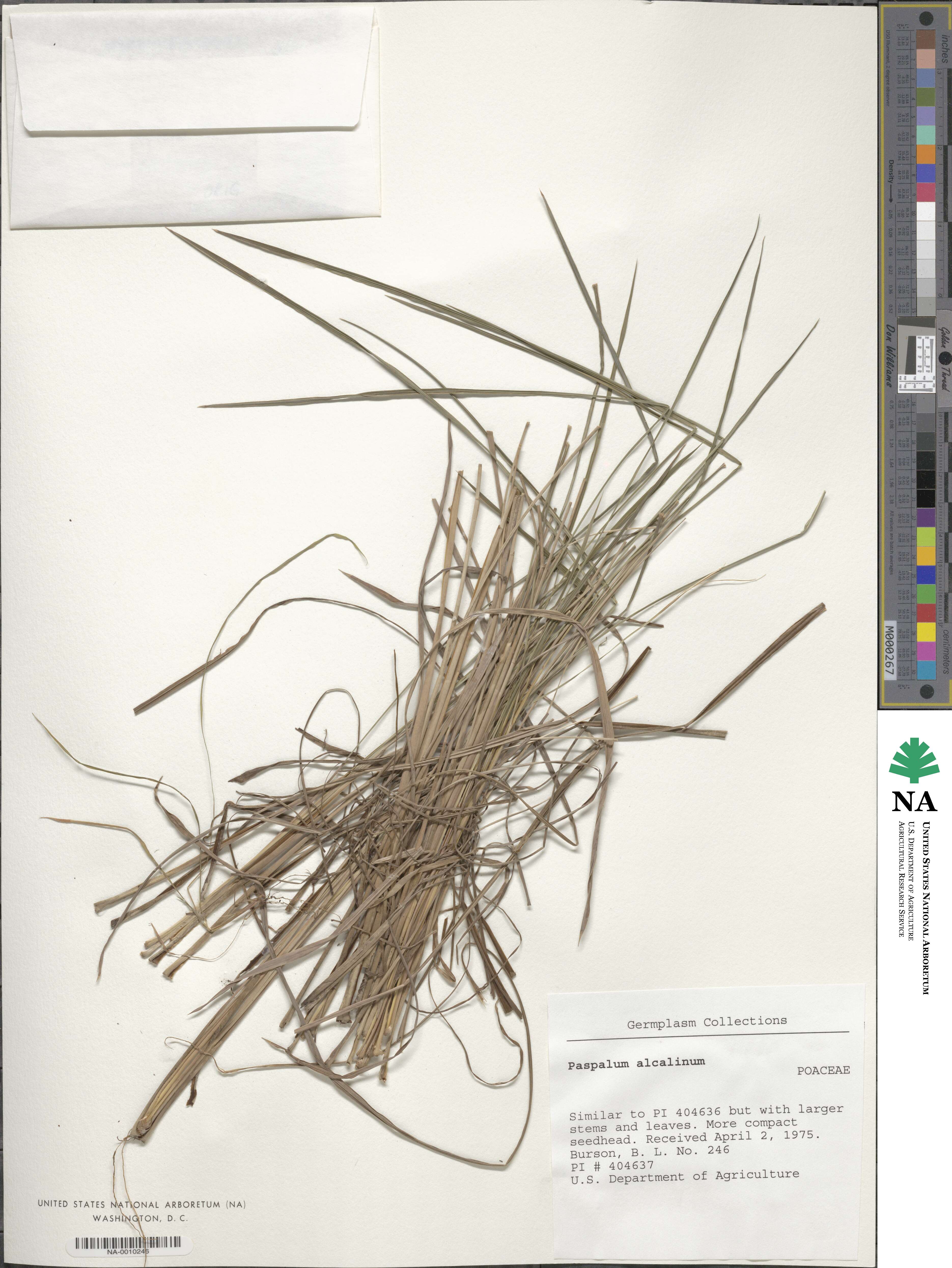 Paspalum alcalinum image