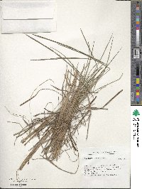 Paspalum alcalinum image