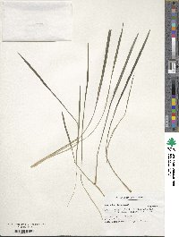 Paspalum coryphaeum image