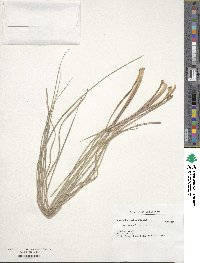 Paspalum plicatulum image