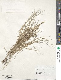 Paspalum distichum image