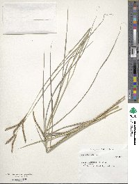 Paspalum lepton image