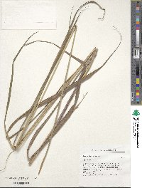 Paspalum repens image