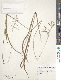 Paspalum floridanum image