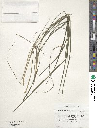 Paspalum ionanthum image