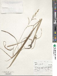 Paspalum cromyorhizon image