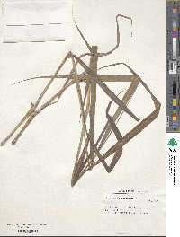 Paspalum pubiflorum image