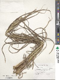 Paspalum urvillei image