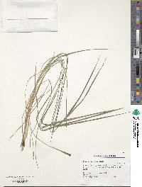 Paspalum ionanthum image