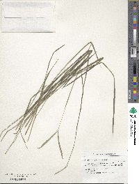 Paspalum ionanthum image