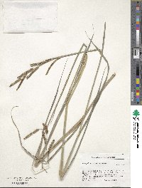 Paspalum glaucescens image