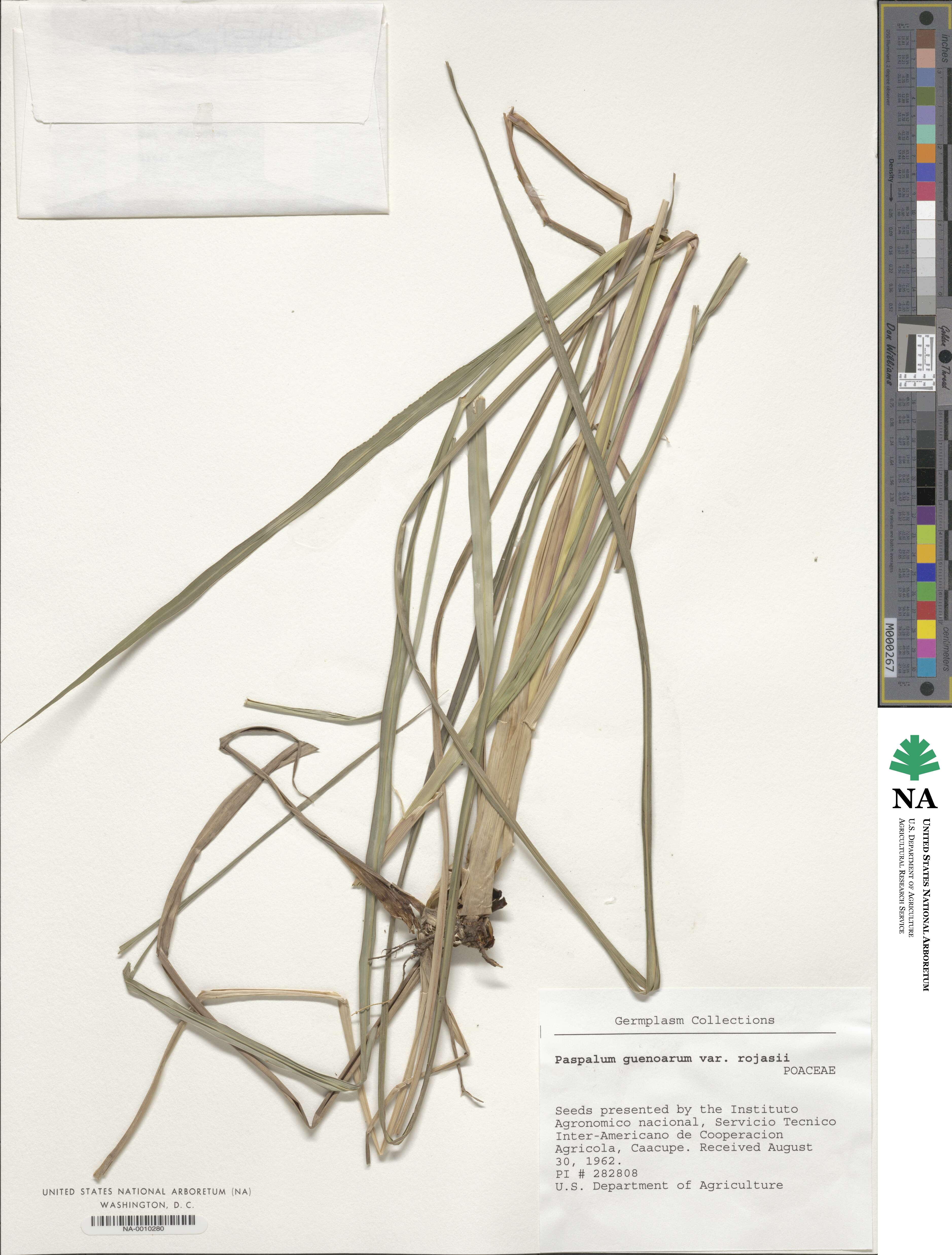 Paspalum guenoarum image