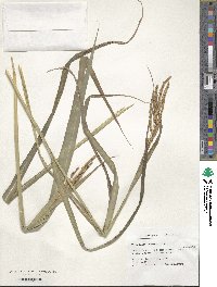 Paspalum intermedium image