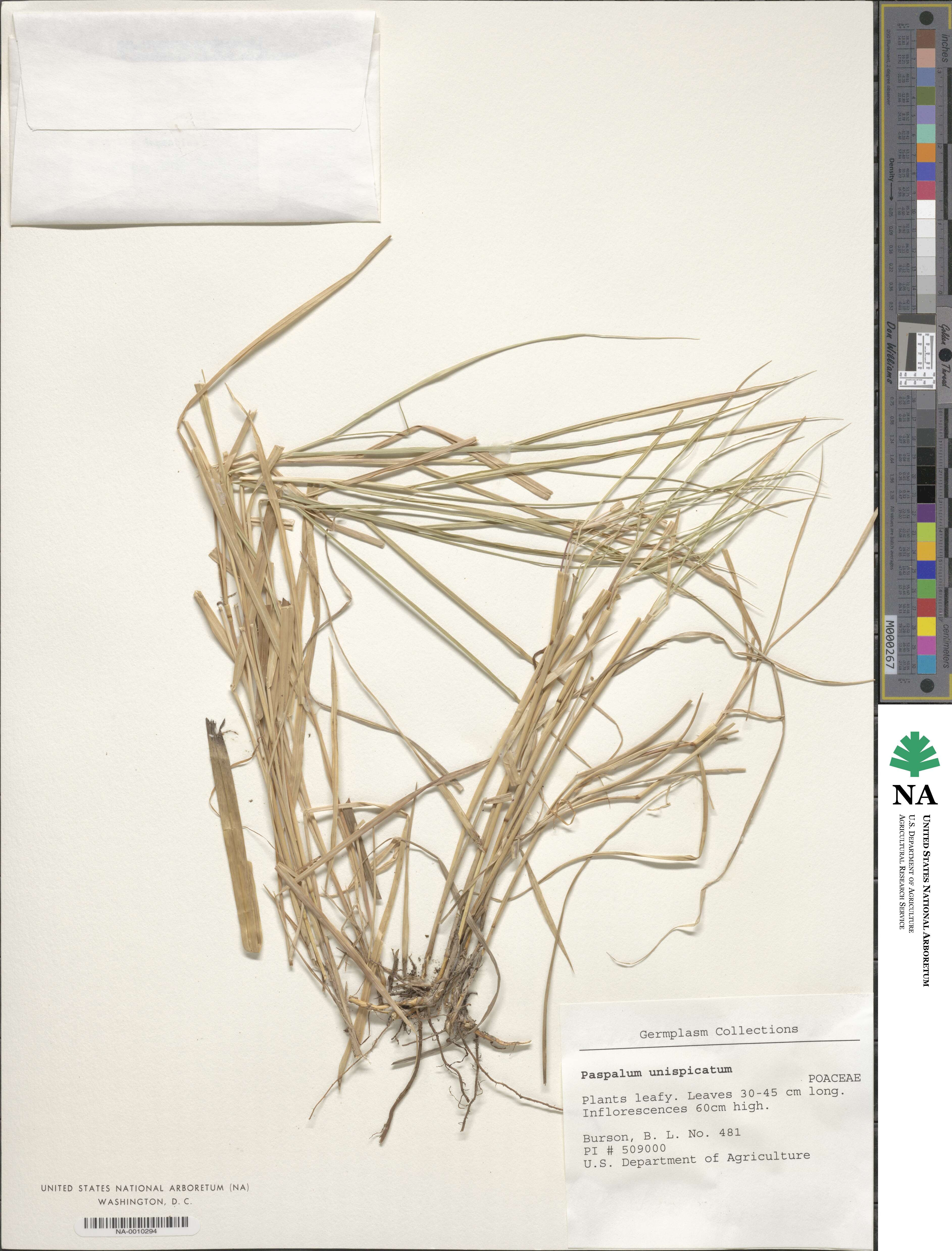 Paspalum unispicatum image