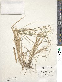 Paspalum unispicatum image