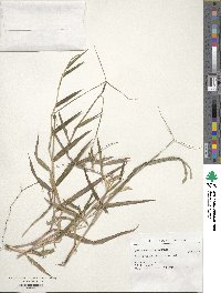 Paspalum conjugatum image