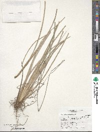 Paspalum plicatulum image