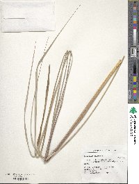 Paspalum haumanii image